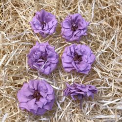 Cabezas Rosas Silvestres M Preservadas 6 uds.