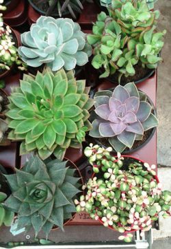Cactus Maceta 13 cm Caja 6 uds