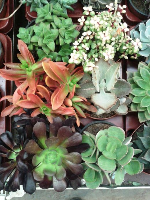 Cactus Maceta 13 cm Caja 6 uds