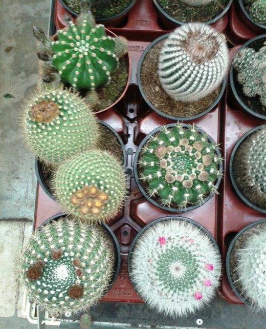 Cactus Maceta 13 cm Caja 6 uds