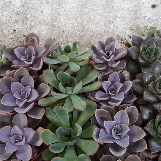 Cactus Maceta 5,5 cm Caja 20 uds