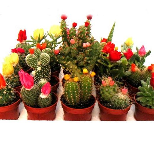 Cactus Maceta 5,5 cm Caja 20 uds