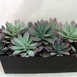 Cactus Maceta 5,5 cm Caja 20 uds