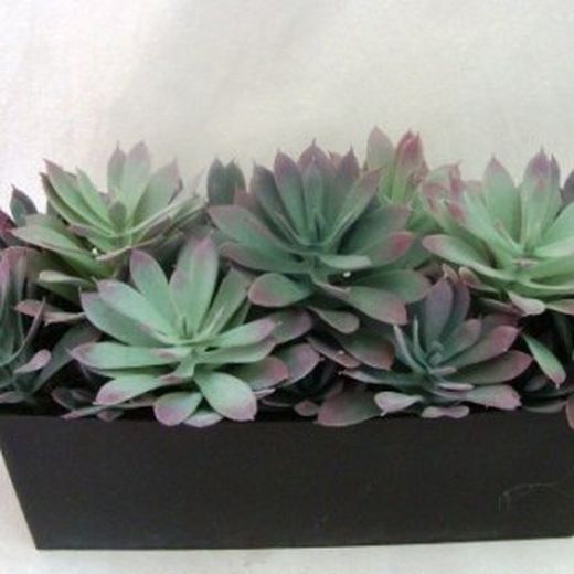 Cactus Maceta 5,5 cm Caja 20 uds