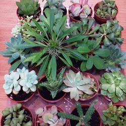 Cactus Maceta 5,5 cm Caja 20 uds