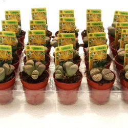 Cactus Maceta 5,5 cm Caja 20 uds