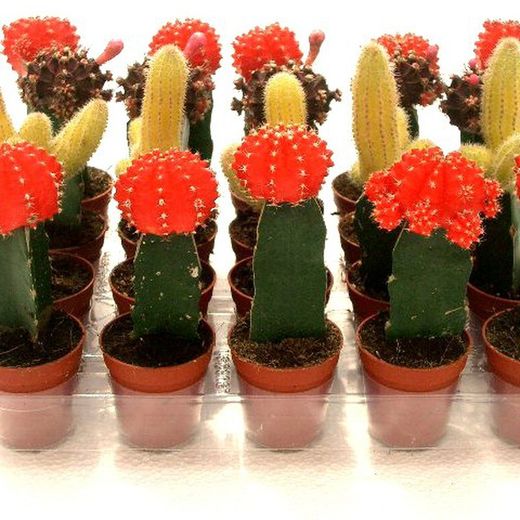 Cactus Maceta 5,5 cm Caja 20 uds