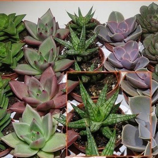 Cactus Maceta 5,5 cm Caja 20 uds