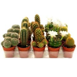 Cactus Maceta 5,5 cm Caja 20 uds