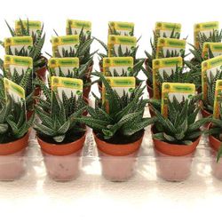 Cactus Maceta 5,5 cm Caja 20 uds