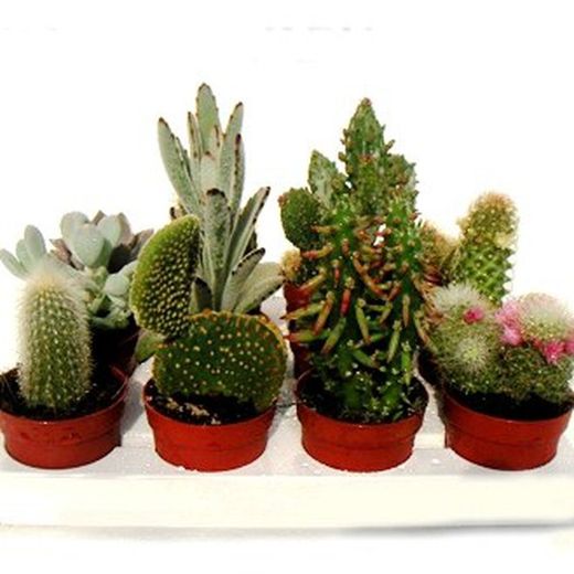 Pot à cactus 7,5 cm Boîte 12 unités.