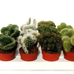 Pot à cactus 7,5 cm Boîte 12 unités.