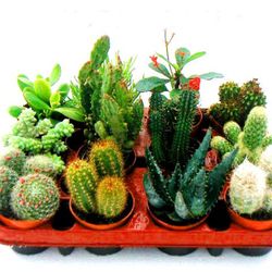 Cactus Maceta 8,5 cm Caja 12 uds.