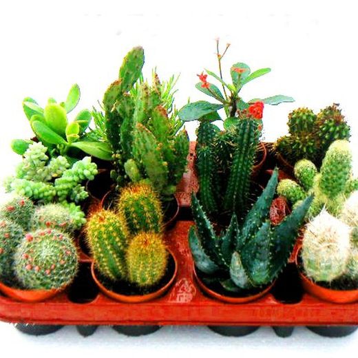 Cactus Maceta 8,5 cm Caja 12 uds.
