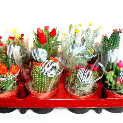 Cactus Maceta 8,5 cm Caja 12 uds.