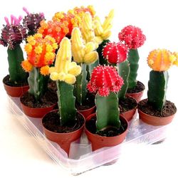 Cactus Maceta 8,5 cm Caja 12 uds.
