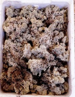 Caixa de Molsa Natural Blanc