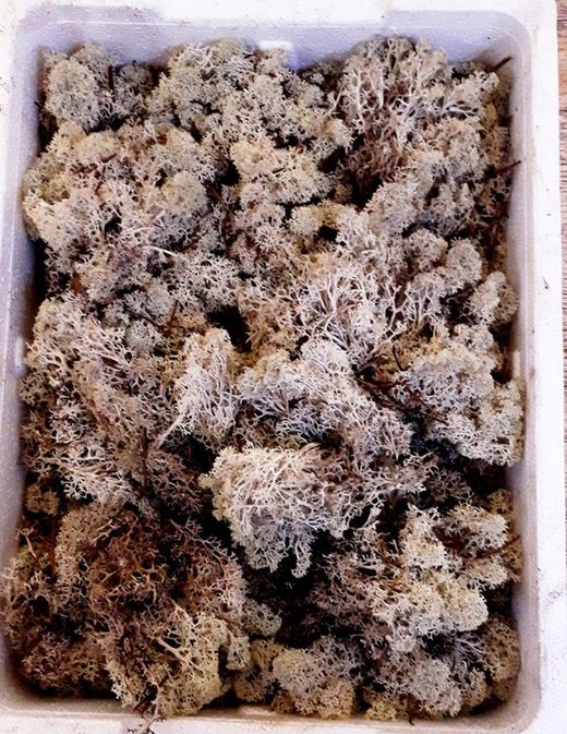 Caixa de Molsa Natural Blanc