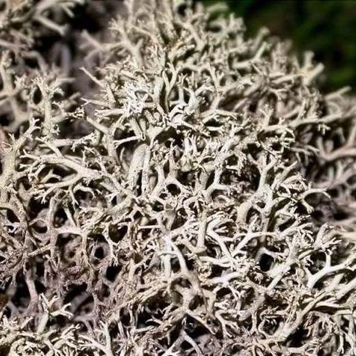 Caixa de Molsa Natural Blanc