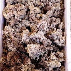 Caixa de Molsa Natural Blanc