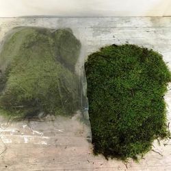 Caja de Musgo Natural Extra