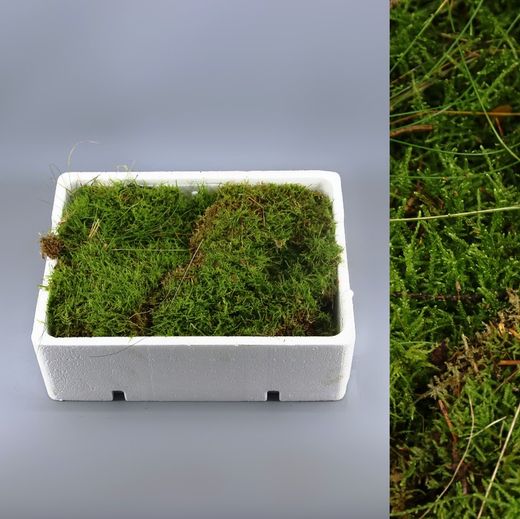 Caja de Musgo Natural Extra