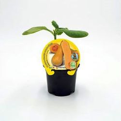 Courge butternut
