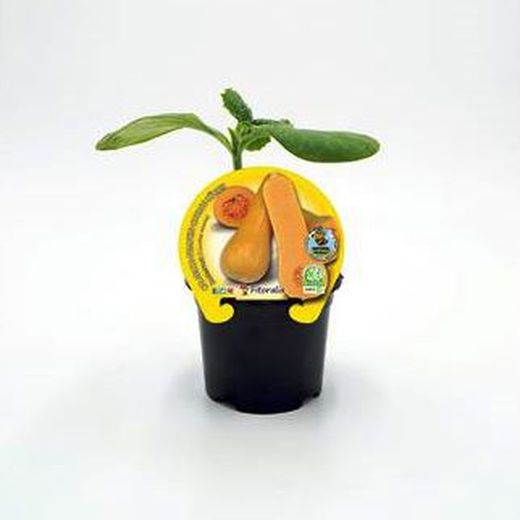 Courge butternut