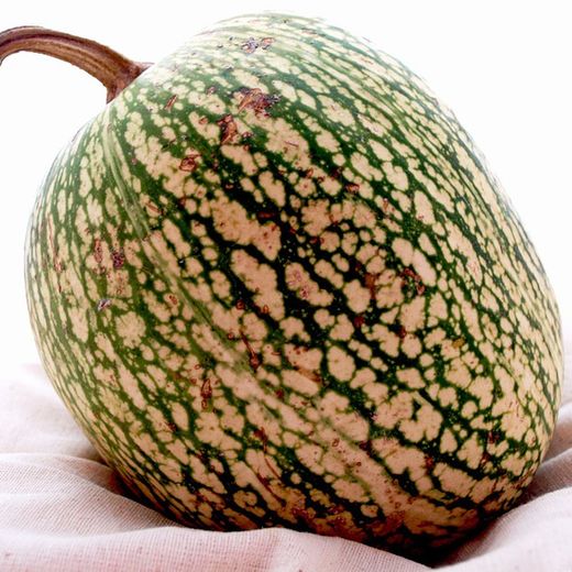 Citrouille aux cheveux d'ange