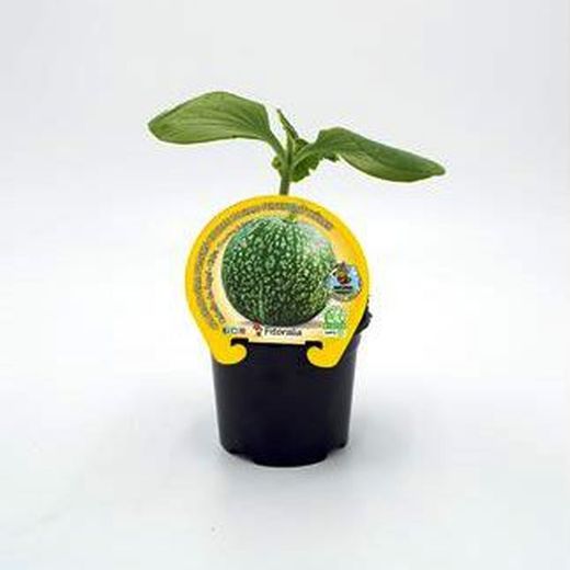 Citrouille aux cheveux d'ange