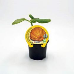 Citrouille géante Atlantique