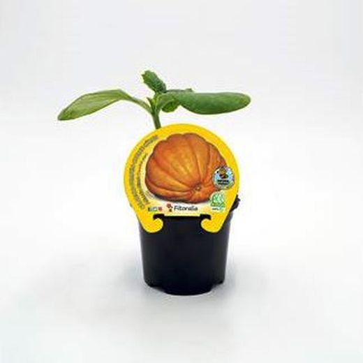 Citrouille géante Atlantique