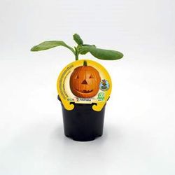 Calabaza Halloween