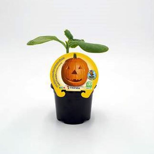 Calabaza Halloween