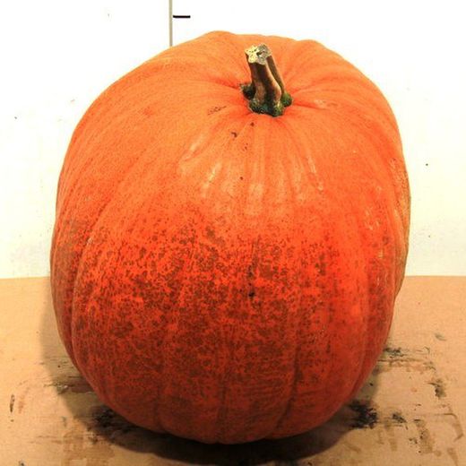 Calabazas de Halloween