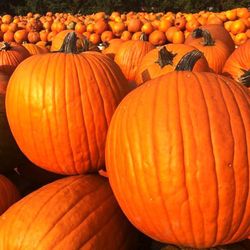 Calabazas de Halloween