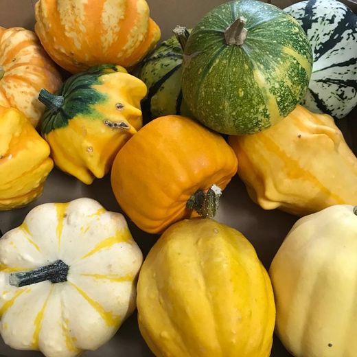 Calabazas Decorativas