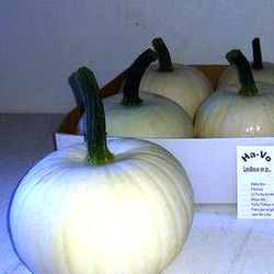 Citrouilles décoratives