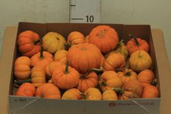 Calabazas Decorativas