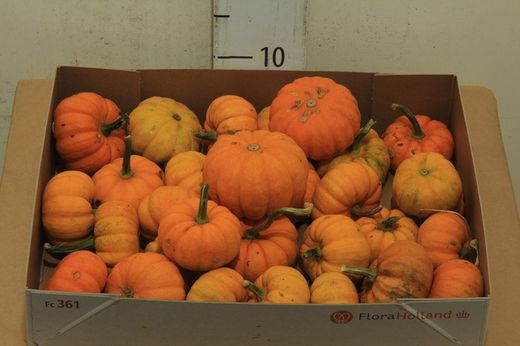 Calabazas Decorativas