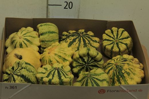 Calabazas Decorativas