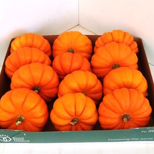 Calabazas Decorativas