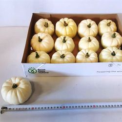 Calabazas Decorativas