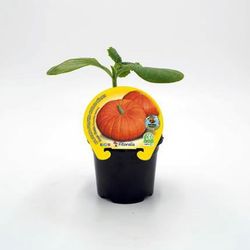 Citrouille au bon goût