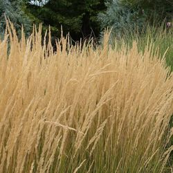 Calamagrostis x acutiflora 'Karl Foerster Caja 6 uds.