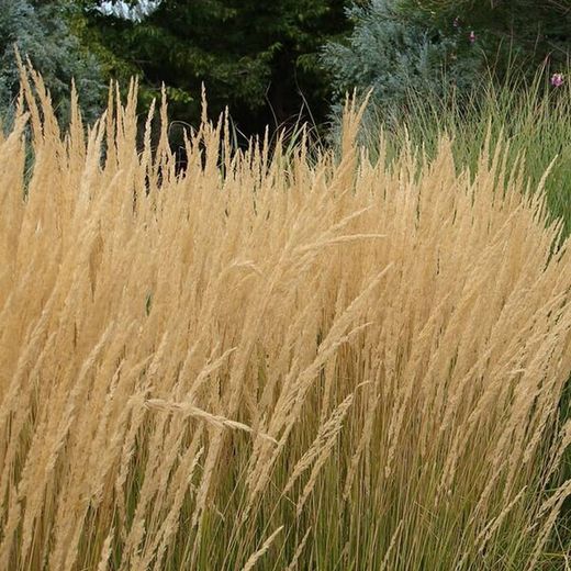 Calamagrostis x acutiflora 'Karl Foerster Caja 6 uds.