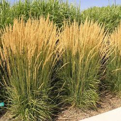 Calamagrostis x acutiflora 'Karl Foerster Caja 6 uds.