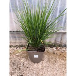 Calamagrostis x acutiflora 'Karl Foerster Caja 6 uds.