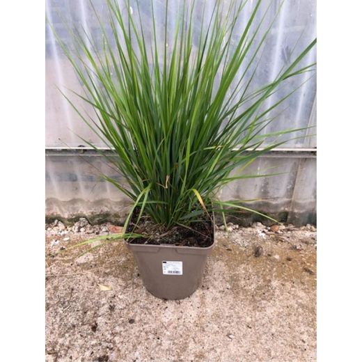 Calamagrostis x acutiflora 'Karl Foerster Caja 6 uds.