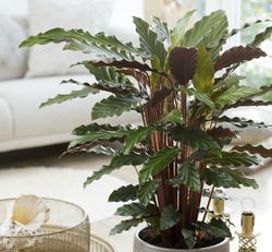 Calatheas